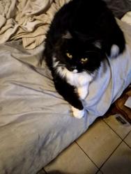 Lost Male Cat last seen 21st and Orchard, Racine, WI 53405