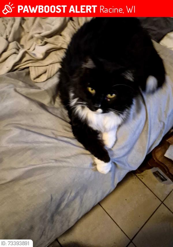 Lost Male Cat last seen 21st and Orchard, Racine, WI 53405