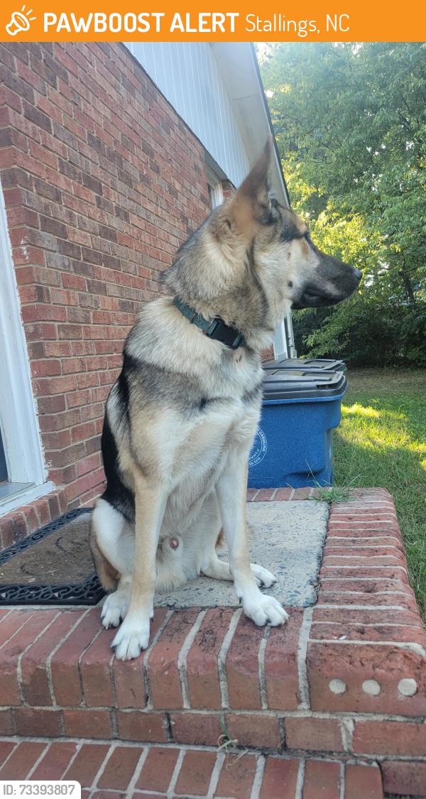Found/Stray Male Dog last seen Potter road, Stallings, NC 28104