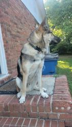 Found/Stray Male Dog last seen Potter road, Stallings, NC 28104