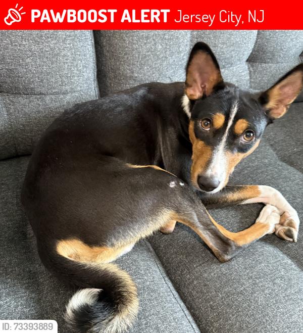 Lost Male Dog last seen Hudson Nissan area near SR-440 / West Side Ave area, Jersey City, NJ 07304