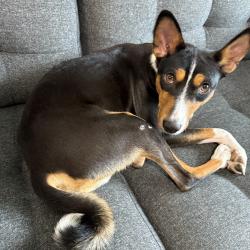 Lost Male Dog last seen Hudson Nissan area near SR-440 / West Side Ave area, Jersey City, NJ 07304