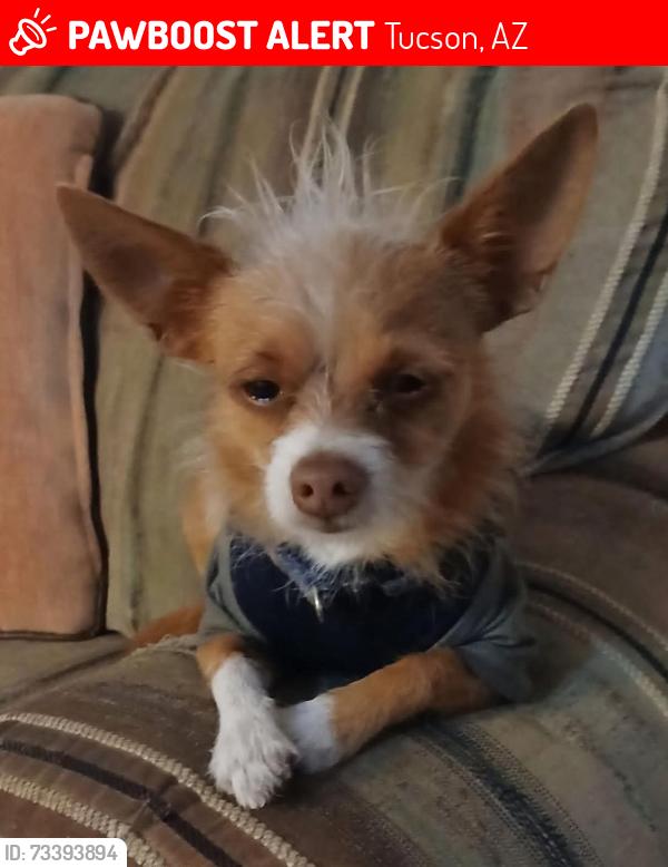 Lost Male Dog last seen Alvernon ans Grant, Tucson, AZ 85712