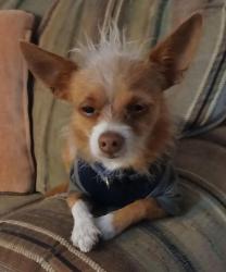 Lost Male Dog last seen Alvernon ans Grant, Tucson, AZ 85712