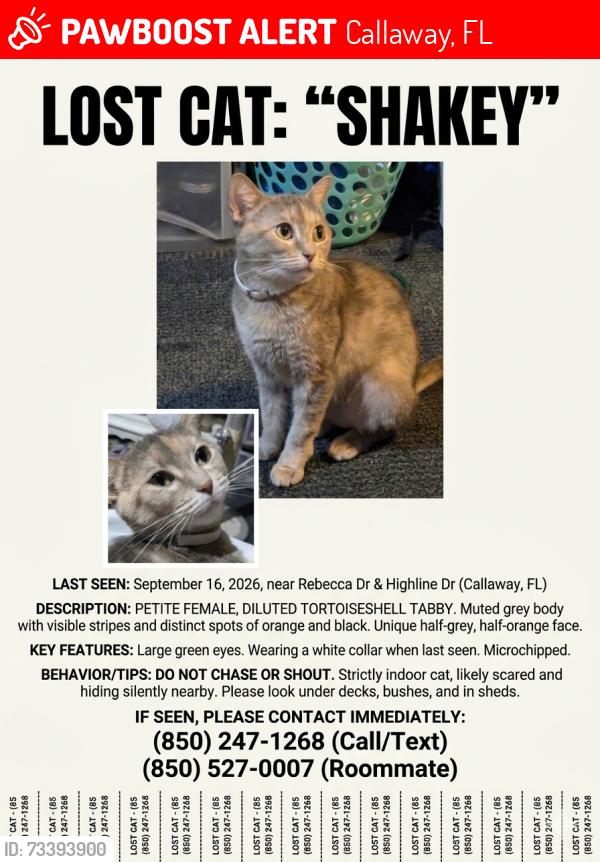 Lost Female Cat last seen Rebecca Drive or Hickory Drive, Callaway, FL 32404