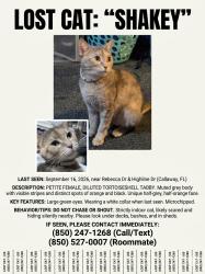 Lost Female Cat last seen Rebecca Drive or Hickory Drive, Callaway, FL 32404