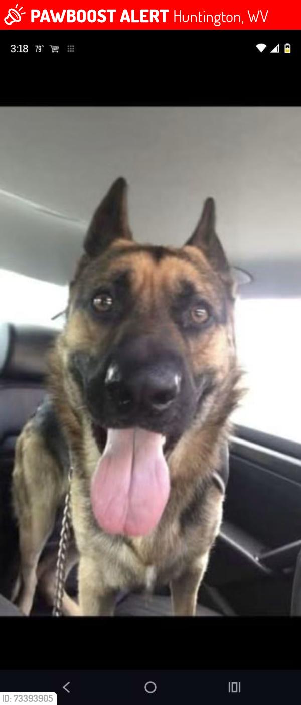 Lost Male Dog last seen Running down Norway chasing deer, Huntington, WV 25705