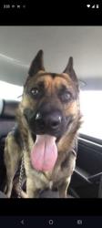 Lost Male Dog last seen Running down Norway chasing deer, Huntington, WV 25705