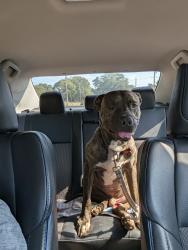 Found/Stray Male Dog last seen Univeter, canton, GA, Canton, GA 30115