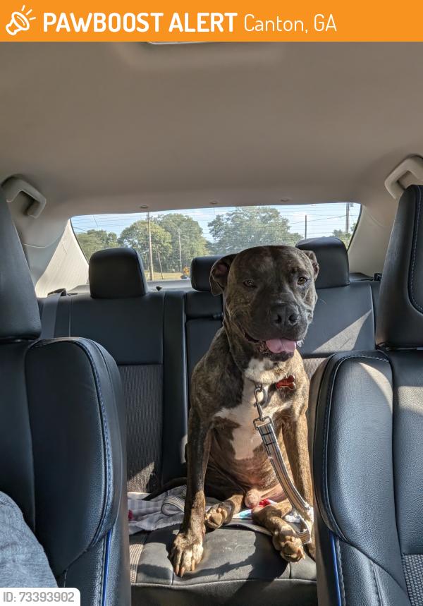 Found/Stray Male Dog last seen Univeter, canton, GA, Canton, GA 30115