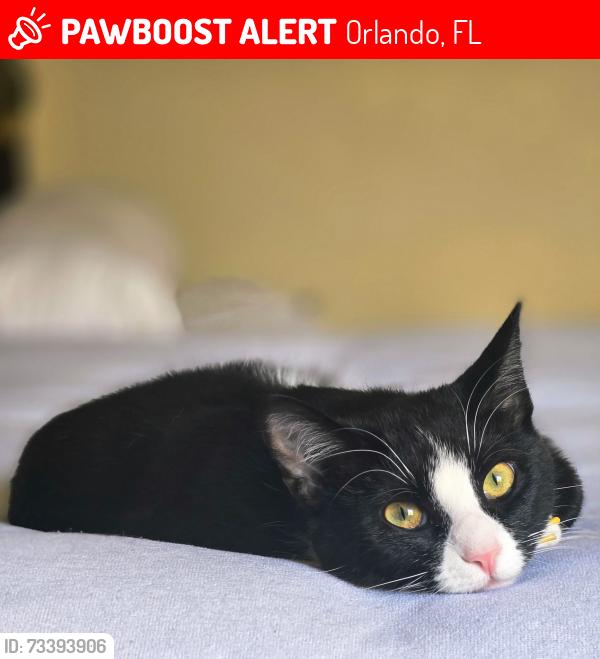 Lost Female Cat last seen Alston and Dorscher Road Orlando, Orlando, FL 32835