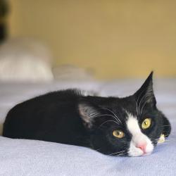 Lost Female Cat last seen Alston and Dorscher Road Orlando, Orlando, FL 32835