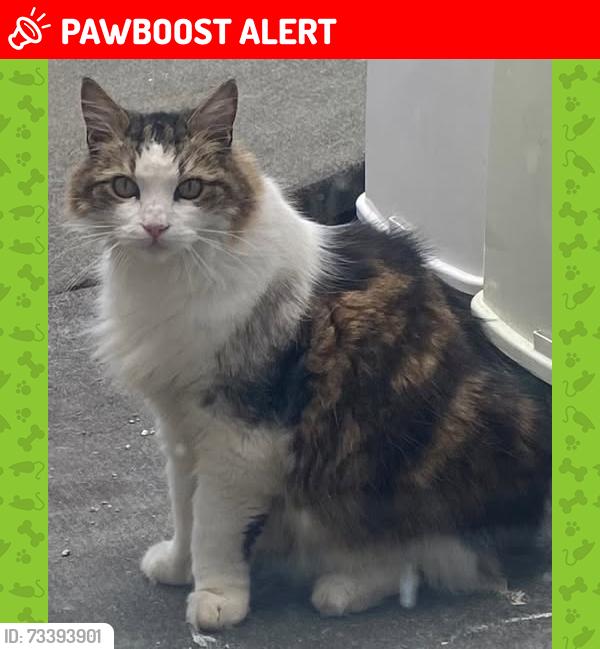 Lost Male Cat last seen Sutcliffe Road, Ravine Grove, The Slade, Kings Highway, Greater London, England SE18 2NG