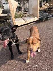 Reunited Male Dog last seen Cannon and 5th, Lansdale, PA 19446