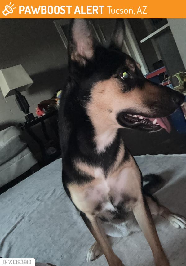 Found/Stray Unknown Dog last seen Near e 34th street, Tucson, AZ 85711
