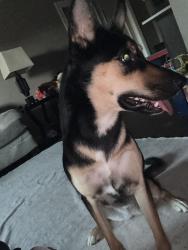 Found/Stray Unknown Dog last seen Near e 34th street, Tucson, AZ 85711