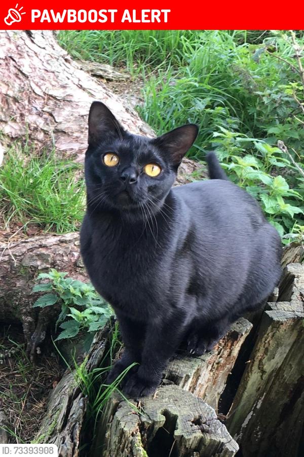 Lost Male Cat last seen Farley Lane, Stonesfield, England 