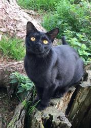 Lost Male Cat last seen Farley Lane, Stonesfield, England 
