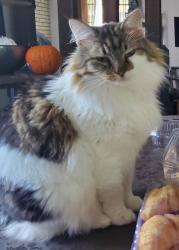 Lost Female Cat last seen Heb by W Stan schleuter loop and fort hood, Killeen, TX 76549