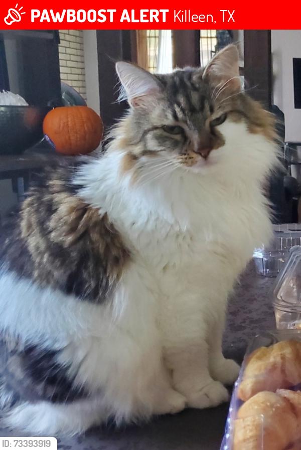 Lost Female Cat last seen Heb by W Stan schleuter loop and fort hood, Killeen, TX 76549