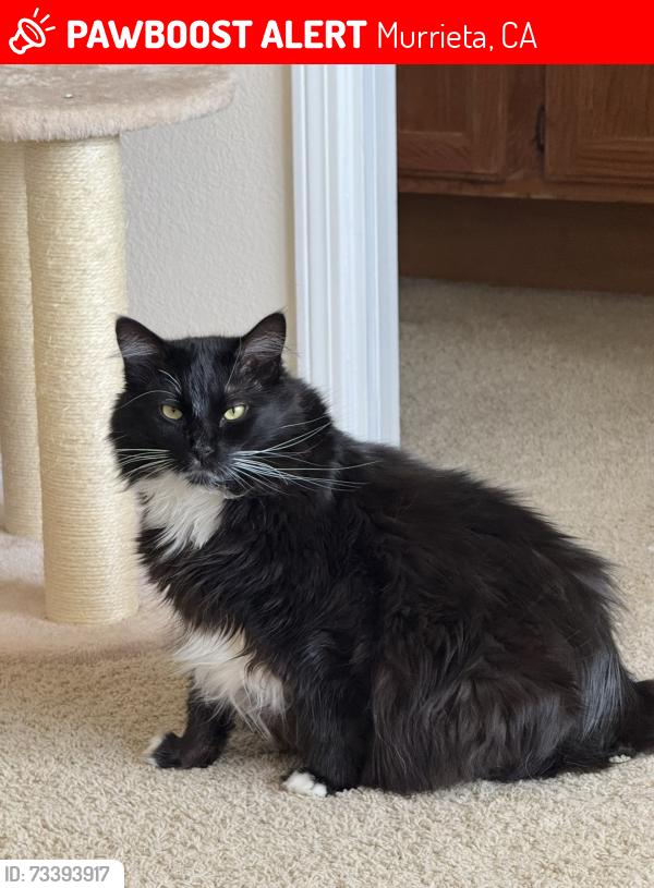 Lost Male Cat last seen Jefferson & Magnolia St, Murrieta, CA 92562