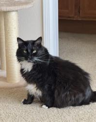Lost Male Cat last seen Jefferson & Magnolia St, Murrieta, CA 92562