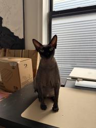 Reunited Female Cat last seen In the apmt, 3rd floor., Brooklyn, NY 11211