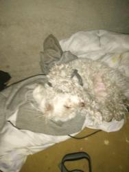 Lost Male Dog last seen Dean martin and blue diamond, Paradise, NV 89109