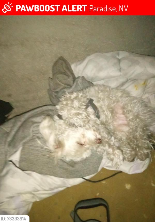 Lost Male Dog last seen Dean martin and blue diamond, Paradise, NV 89109