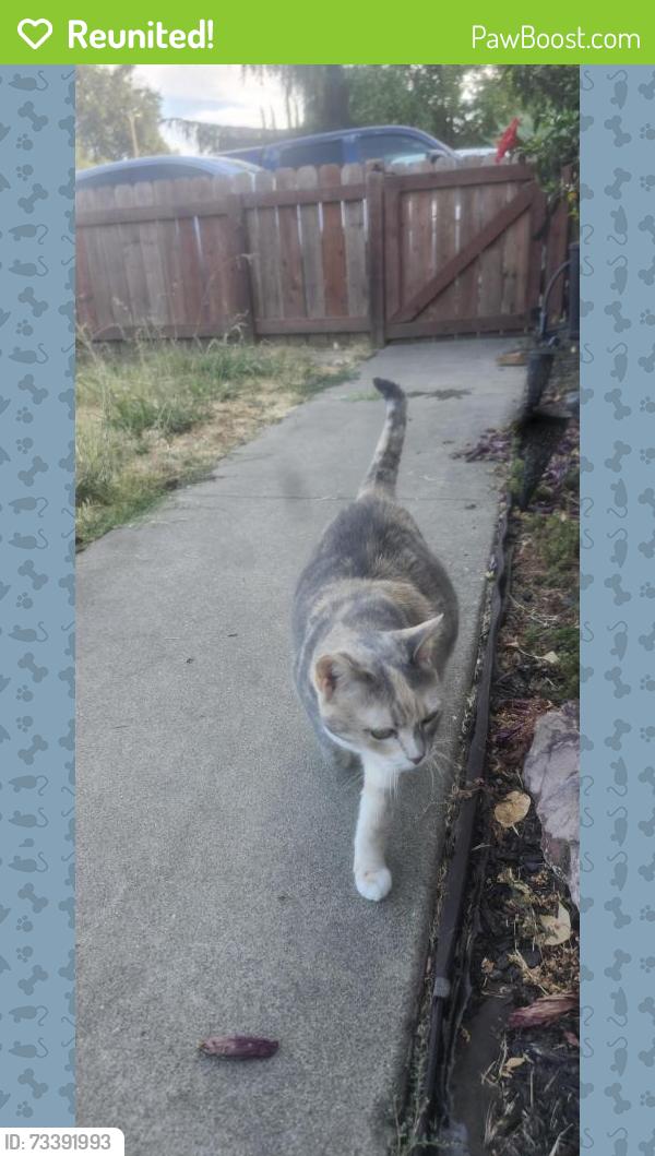Reunited Female Cat last seen Sloan dr, North Highlands, CA 95660