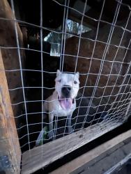Found/Stray Female Dog last seen Ave L and 50th west, Quartz Hill, CA 93536