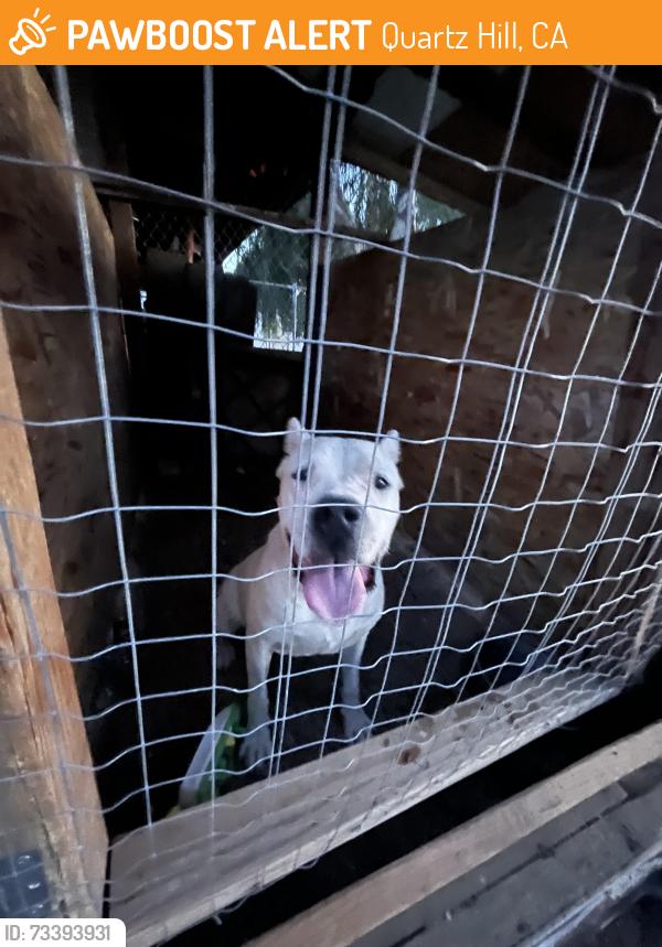 Found/Stray Female Dog last seen Ave L and 50th west, Quartz Hill, CA 93536