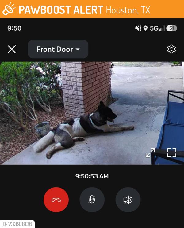 Found/Stray Female Dog last seen Bissonnet fire station, Houston, TX 77074