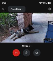 Found/Stray Female Dog last seen Bissonnet fire station, Houston, TX 77074