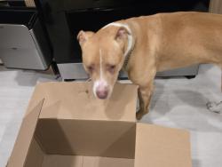 Found/Stray Female Dog last seen Ellis/Main, Huntington Beach, CA 92648