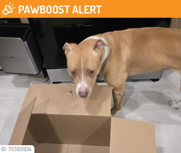 Found/Stray Female Dog last seen Ellis/Main, Huntington Beach, CA 92648