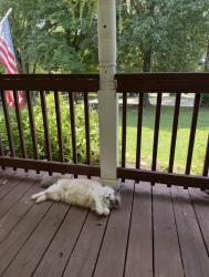 Lost Male Cat last seen Trigonia Road & North Trigonia Road in Greenback/Maryville, Maryville, TN 37801