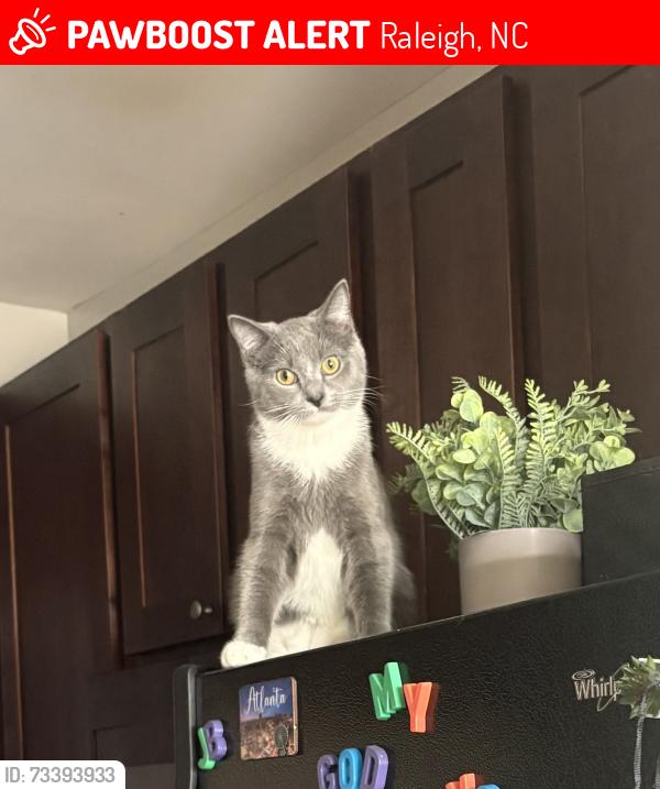 Lost Male Cat last seen Sumter Crest Dr, Raleigh, NC 27617