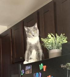 Lost Male Cat last seen Sumter Crest Dr, Raleigh, NC 27617