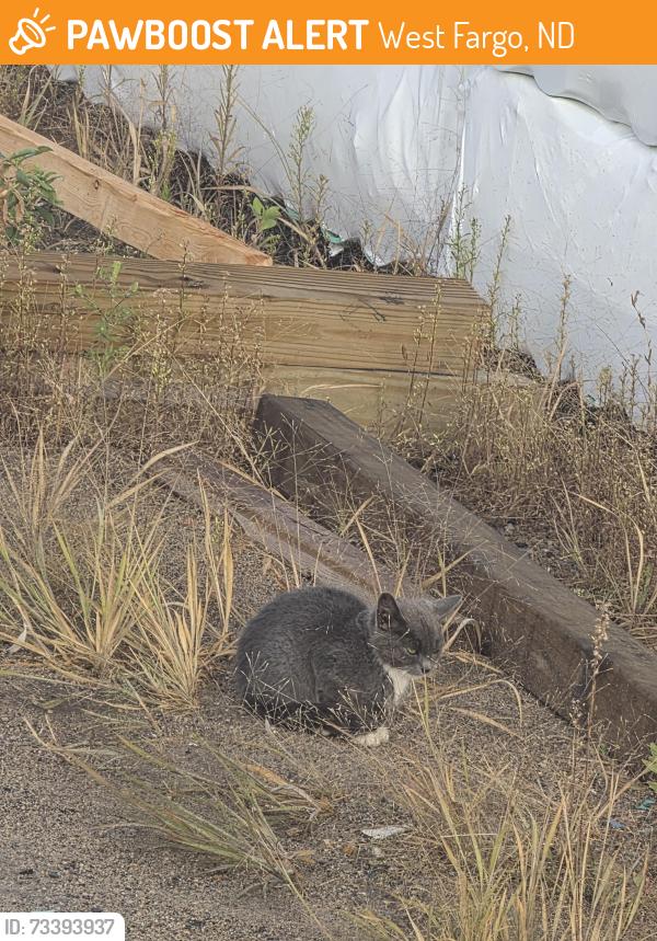 Found/Stray Unknown Cat last seen Northern Pipe Product, west yard, West Fargo, ND 58078