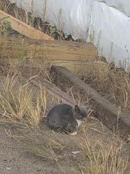 Found/Stray Unknown Cat last seen Northern Pipe Product, west yard, West Fargo, ND 58078