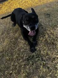 Found/Stray Male Dog last seen neely, Midland, TX 79707