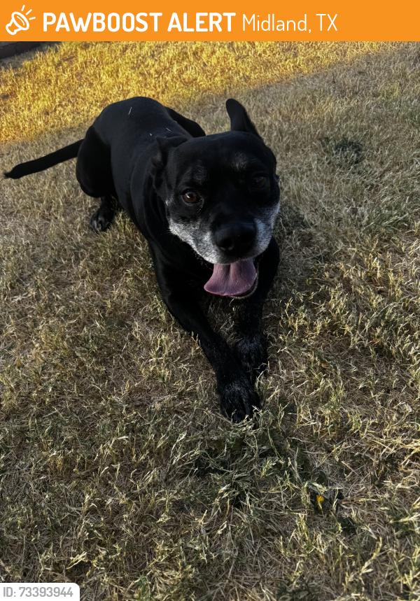 Found/Stray Male Dog last seen neely, Midland, TX 79707