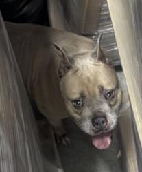 Found/Stray Female Dog last seen Stirling Road, Dania Beach, FL 33312