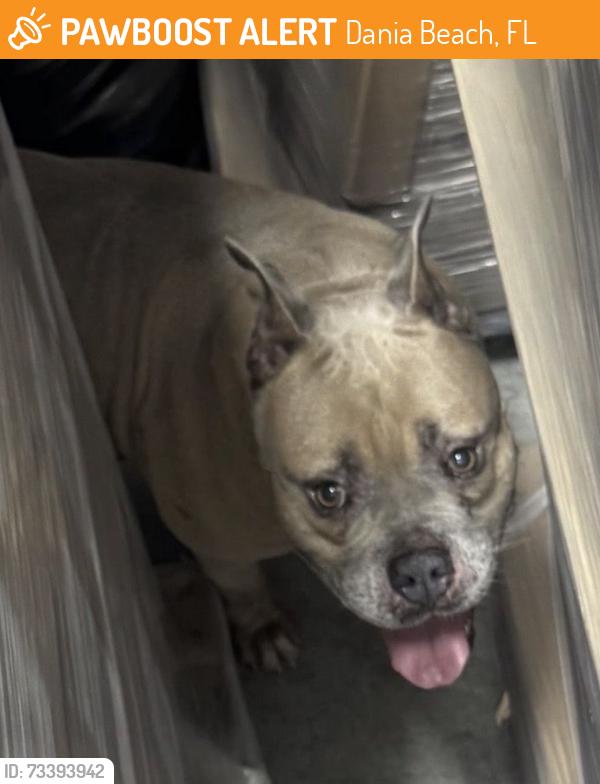 Found/Stray Female Dog last seen Stirling Road, Dania Beach, FL 33312