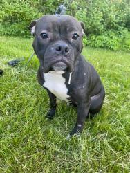 Found/Stray Female Dog last seen Roxboro Circle, Mattydale NY 13211, Mattydale, NY 13211