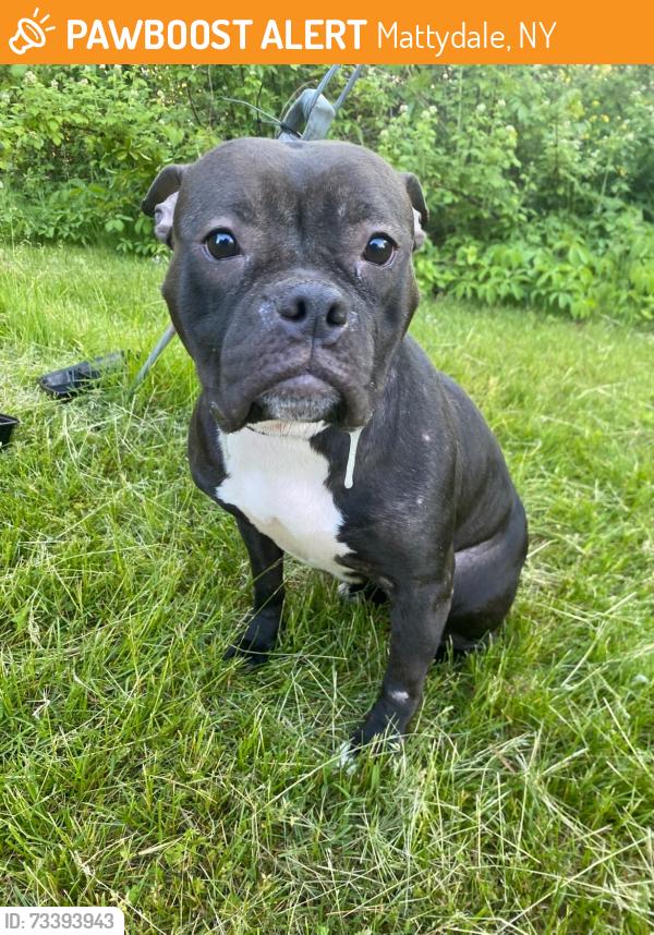 Found/Stray Female Dog last seen Roxboro Circle, Mattydale NY 13211, Mattydale, NY 13211