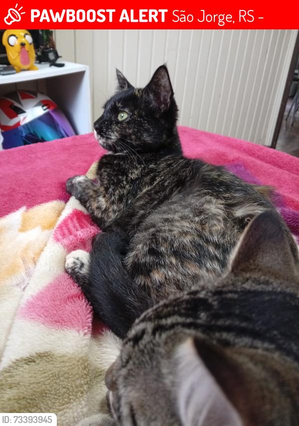 Lost Female Cat last seen Rua Fernando Ferrari, São Jorge, RS 99500-000