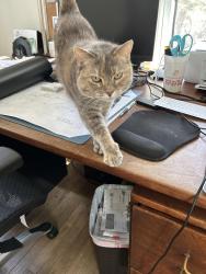 Reunited Female Cat last seen Windsor Road, Sandwich, MA 02563