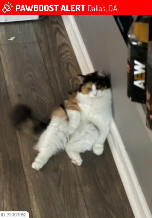 Lost Female Cat last seen Nebo, Dallas, GA 30157